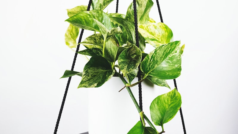 足球转会新闻 - 姆巴佩正式签约皇家马德里俱乐部发布会现场